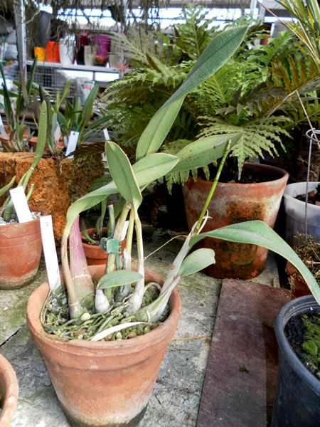 Laelia cinnabarina.jpg