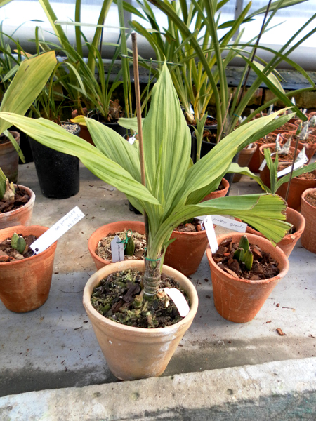 Calanthe hennisii.jpg