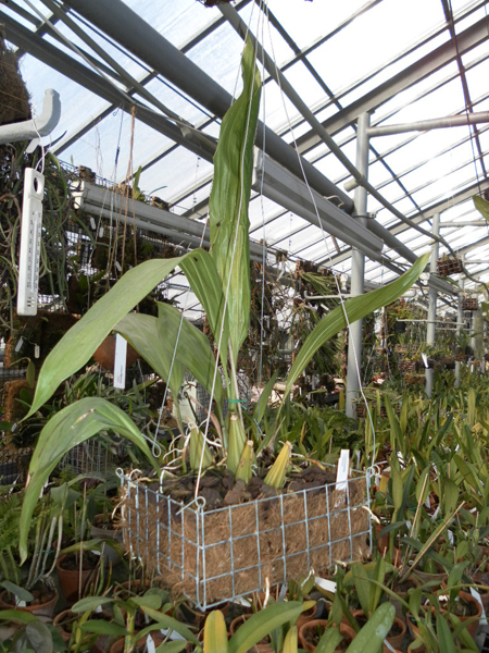 Coryhopea Cutucu.jpg