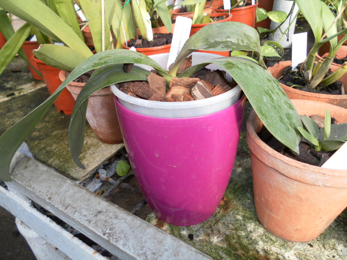 Phalaenopsis Brother Sara Gold.jpg