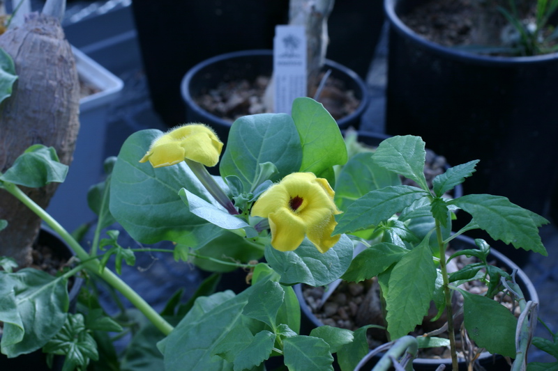 Pterodiscus sp. Справа - дорстения zanzibarica