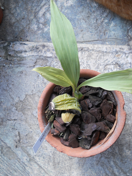 Lycaste Anna Katharina × lasioglossa.jpg