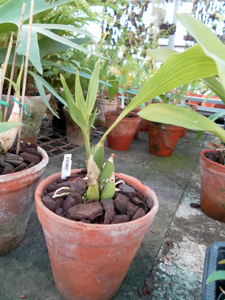 Peristeria pendula 1.jpg