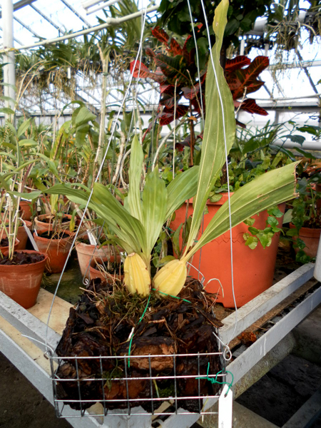 Gongora aromatica.jpg