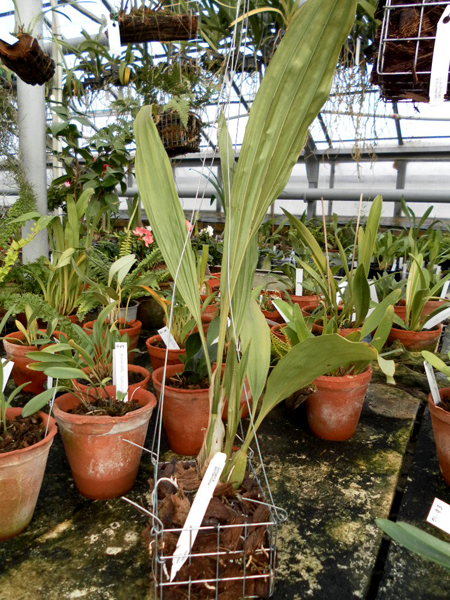 Gongora portentosa.jpg