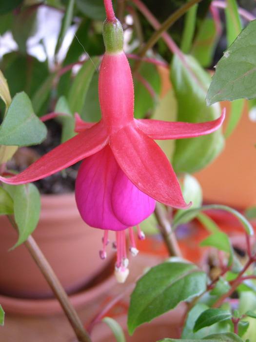 Редко, но метко! Размер цветка 6 см по крыльям, и 7см в высоту.