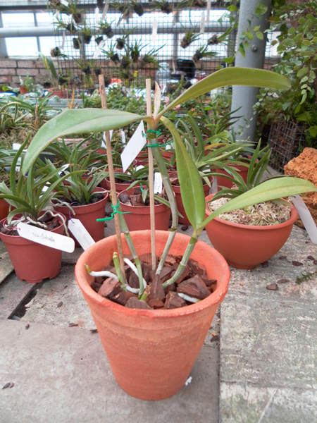 Cattleya schofieldiana Jubarte x Cattleya schofieldiana Falesias.jpg