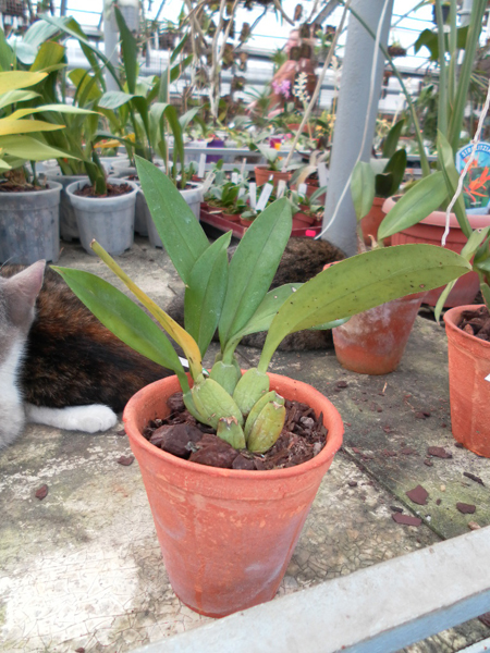 Trichopilia tortillis.jpg