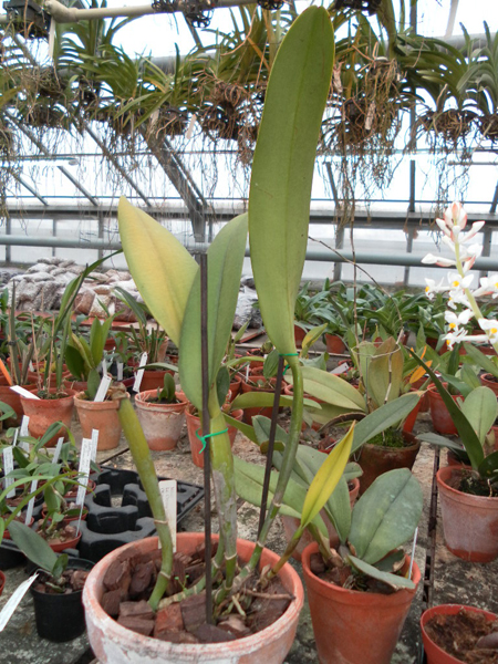 Laeliocattleya Chyong Guu Swan Ruby Lip.jpg