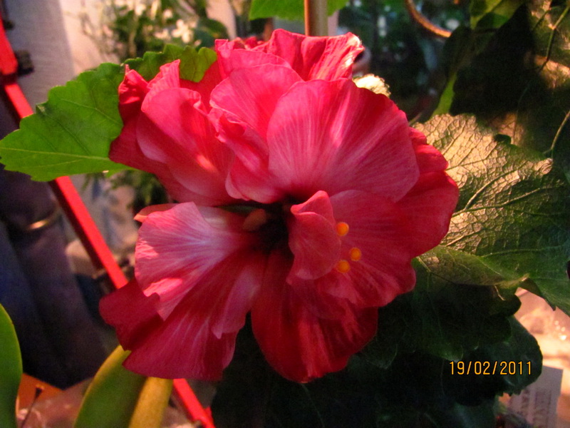 красапеточки мои 001.jpg