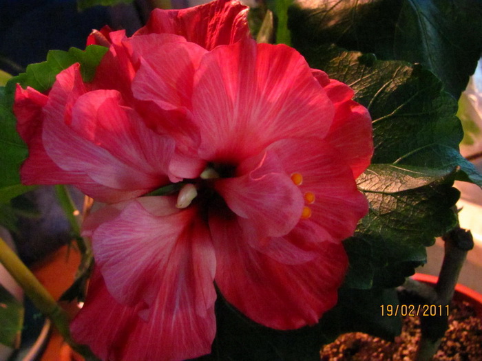 красапеточки мои 007.jpg