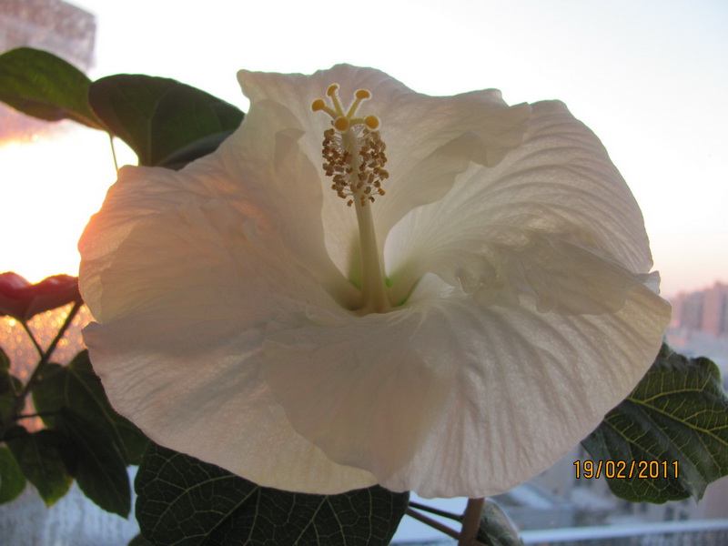 красапеточки мои 021.jpg