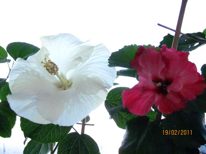 красапеточки мои 012.jpg