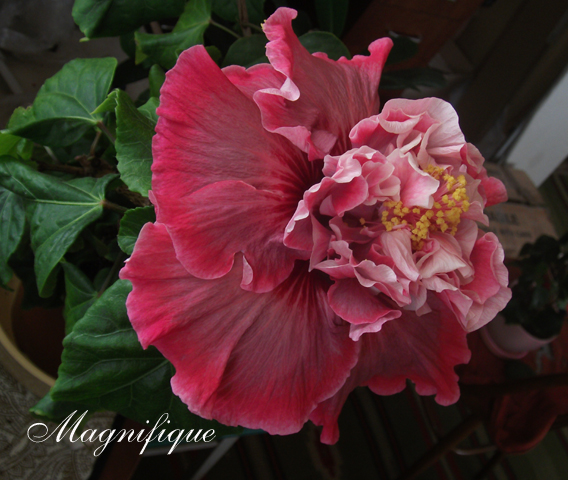 Что-то в нём чарующее.