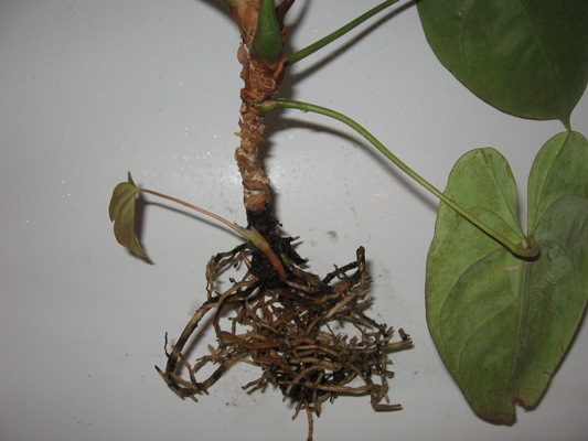 Копия IMG_5347.jpg