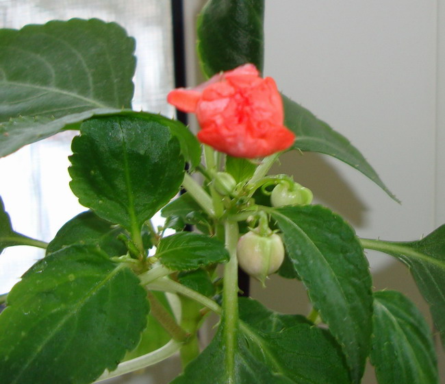 Бальзамин оранжевый.jpg