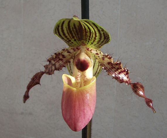 крупный план