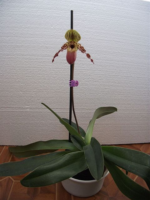 в полный рост