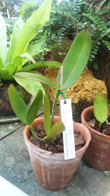 Cattleya amethystoglossa creme WFS x self.jpg