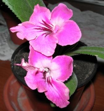 Bristol’s Very Berry.JPG