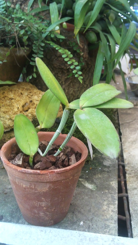 Cattleya amethystoglossa tipo Walney x tipo Dario Martins.jpg