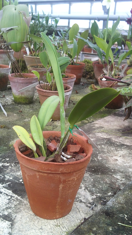 Cattleya percivaliana semi alba Altamira.jpg