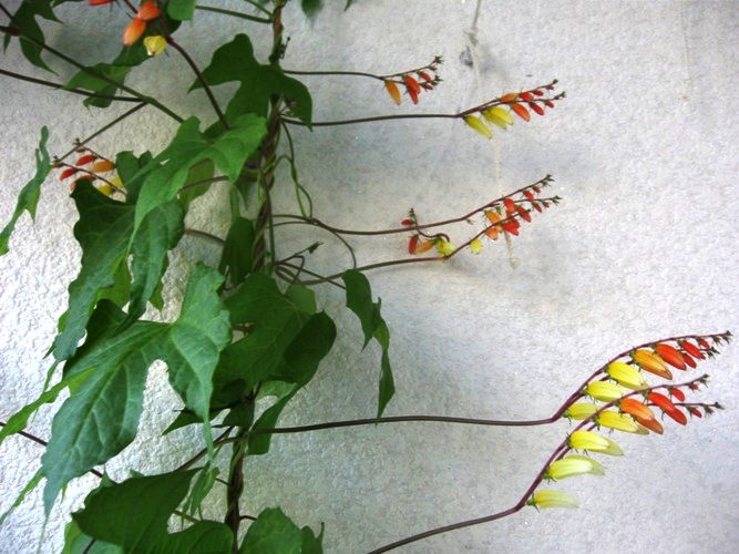 Мина лобата