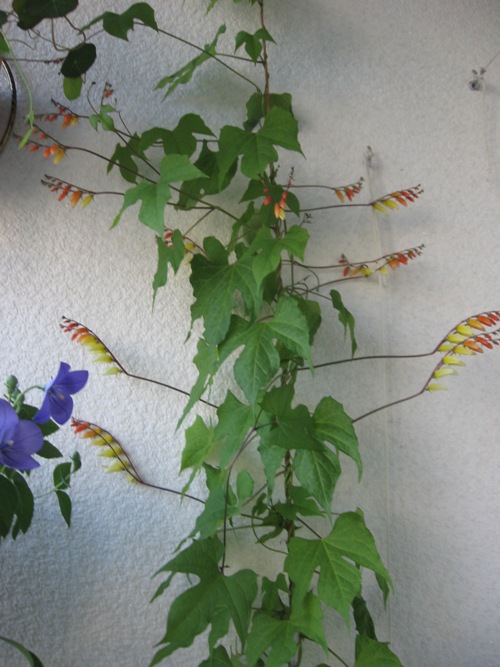 мина лобата