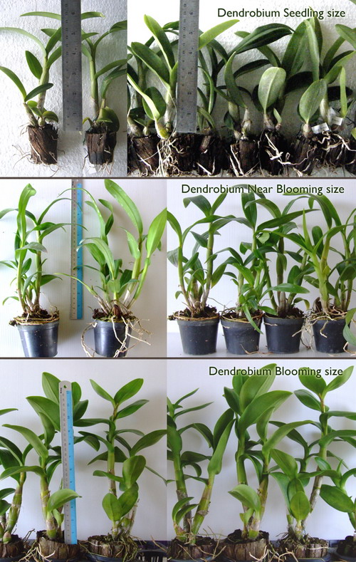 Dendrobium-size.jpg