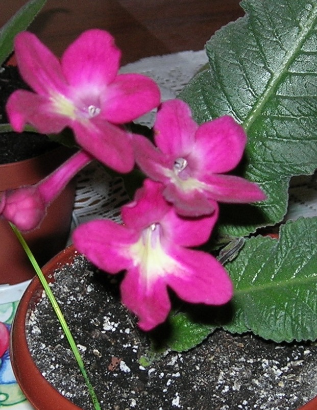 Texas Hot Chilly.JPG