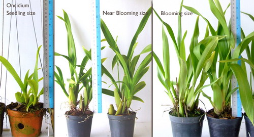 Oncidium-size.jpg