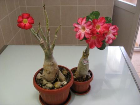 летнее цветение,Red Harry справа