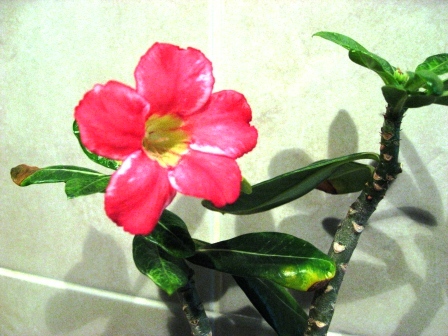 сейчас цветет