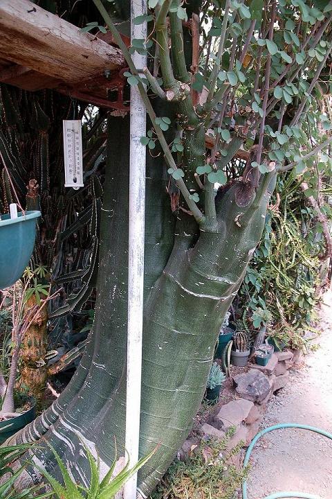 Dr.Jerry Living Succulent Museumум.JPG