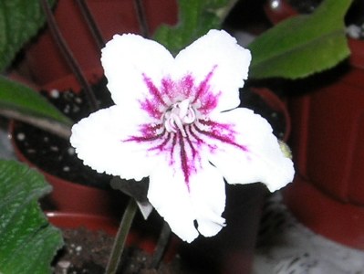 Bristol’s Daisy Jane .JPG