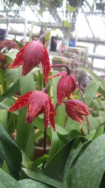 Odontioda Stirbic.jpg