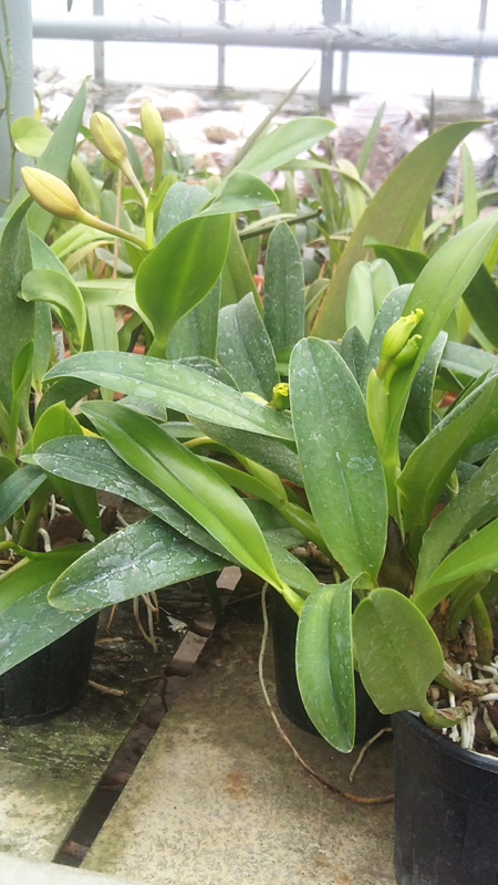 Potinara Free Spirit Roc.jpg