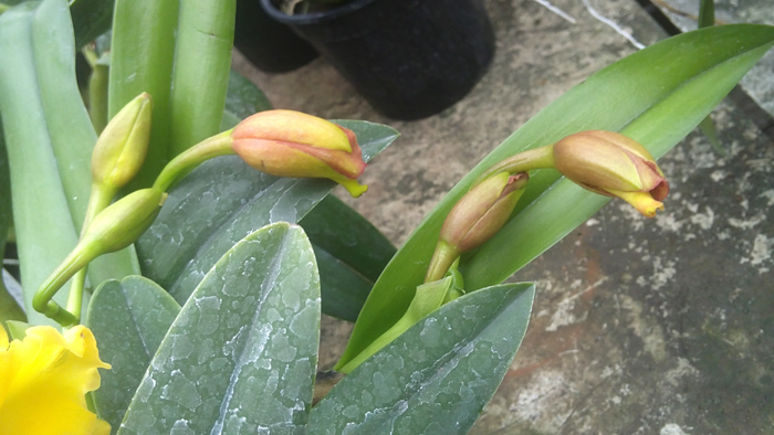 Potinara Free Spirit Roc 1.jpg