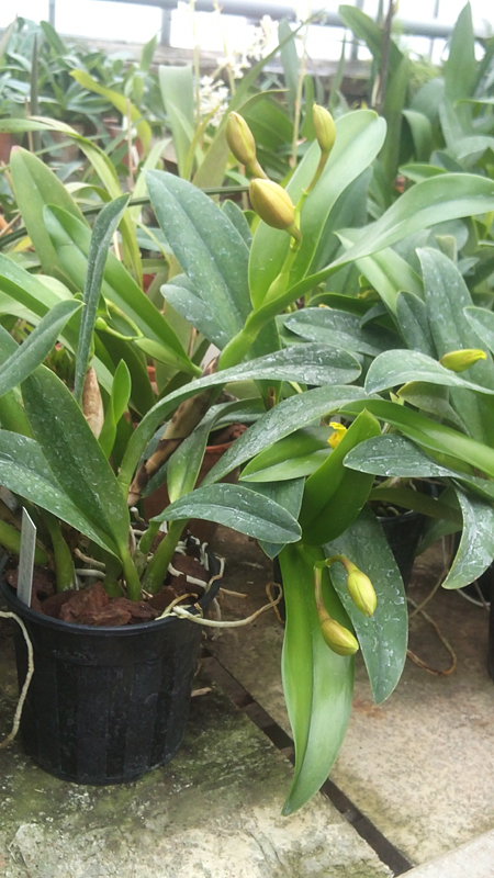 Potinara Free Spirit Roc 2.jpg