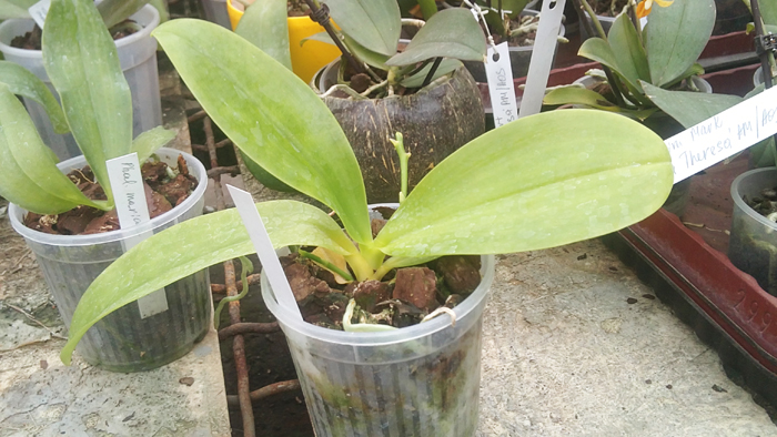 Phalaenopsis hieroglyphica.jpg