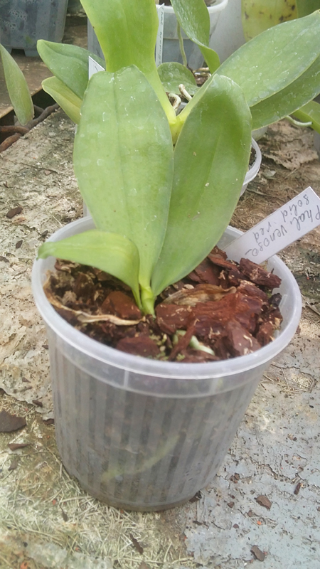 Phalaenopsis venosa solid red.jpg