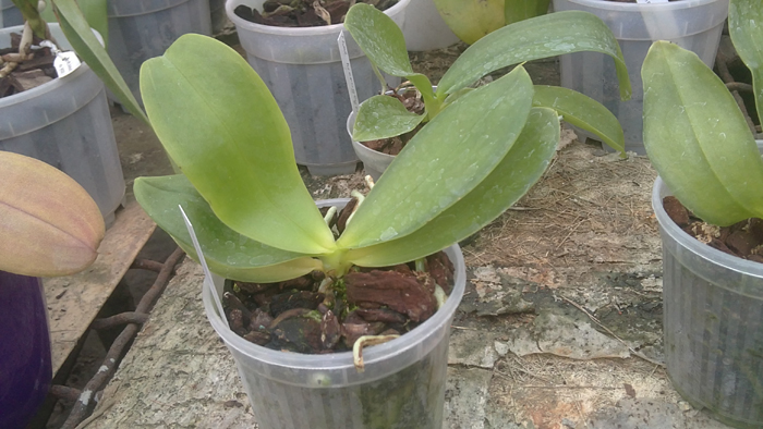 Phalaenopsis mariae.jpg