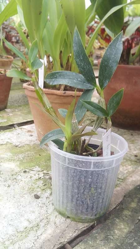 Dendrobium harveyanum.jpg