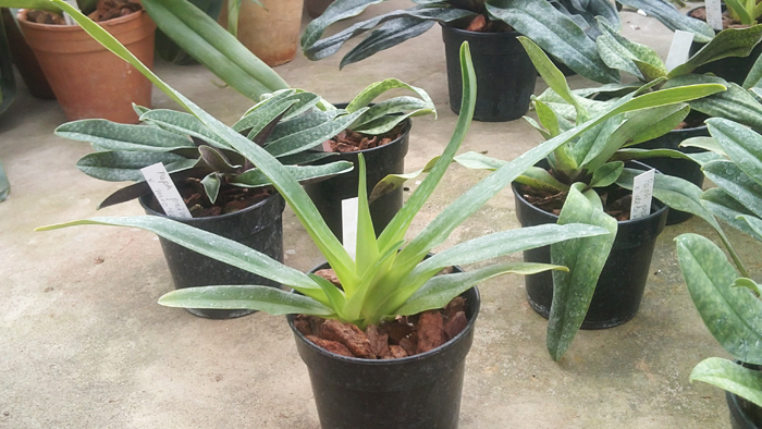 Paphiopedilum philippinense.jpg