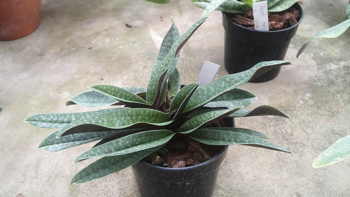 Paphiopedilum primulinum X micranthum.jpg