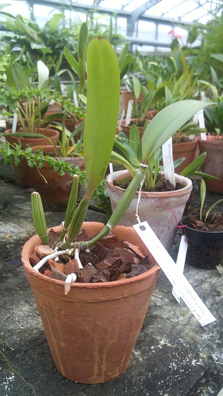 Cattleya lueddemanniana rubra Dark Giant x Cattleya lueddemanniana escura Fennel.jpg