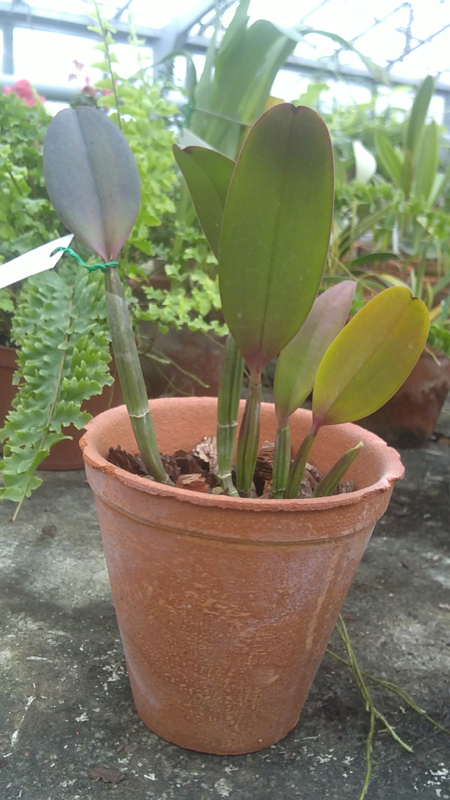Cattleya lueddemanniana Negrita x Cattleya lueddemanniana Dark.jpg