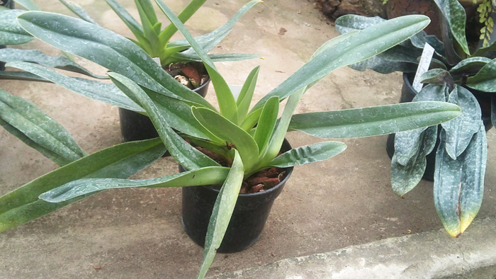 Paphiopedilum glaucophyllum x chamberlainianum x glanduliferum.jpg