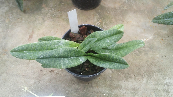 Paphiopedilum bellatulum x emersonii.jpg