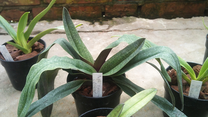 Paphiopedilum pinocchio x delenatii.jpg